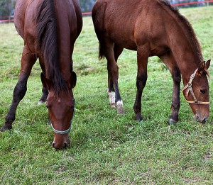 horses-486186_640