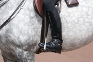 horse-241957_960_720